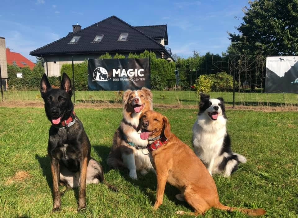 Pobyt psa w hotelu Magic Dog