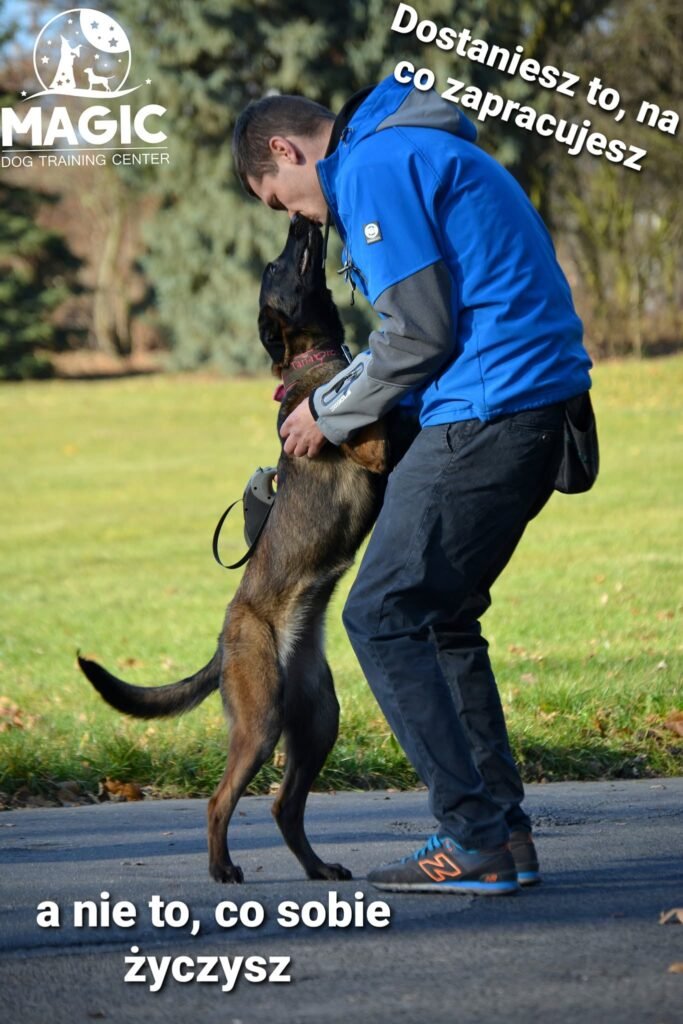 Obóz szkoleniowy dla psa w Magic Dog