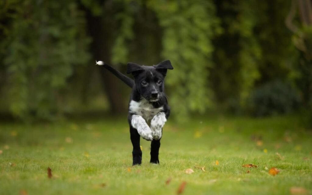 Psie przedszkole i szkolenie szczeniaka w Magic Dog