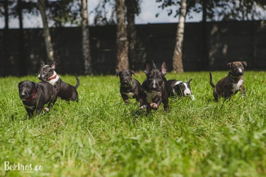 Magic Dog Training Center w Rudzie Śląskiej
